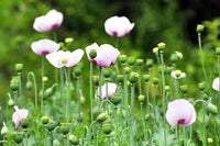 Large purple and white Papaver somniferum blossoms with blue-green foliage.