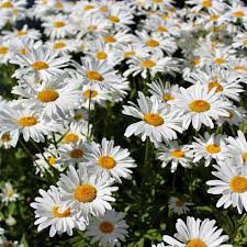 White Leucanthemum Flower seeds for Planting - Drought Tolerant, Heirloom & GMO Free Seeds for Home Garden