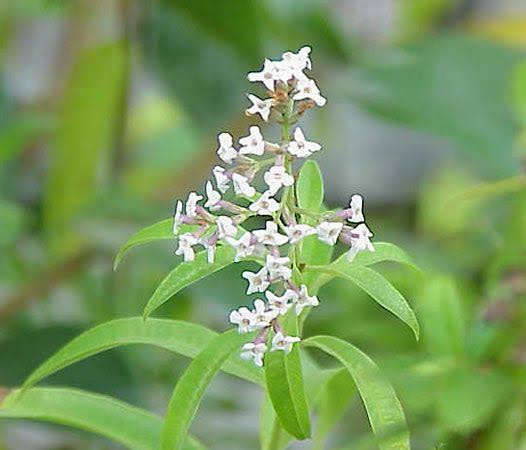 Lemon Verbena herb growing in a sunny garden bed
