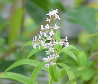 Lemon Verbena herb growing in a sunny garden bed
