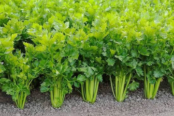 Healthy celery leaf plants growing in a sunny herb garden.
