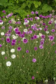Heirloom Immortelle Flower seeds for Planting Shade Tolerant Heirloom & GMO Free Seeds for Home Garden