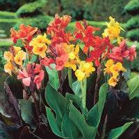 Canna bulbs planted along an attractive garden border

