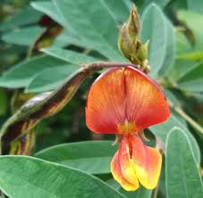 Yellow Cajanus Cajan Flower seeds for Planting - Low Maintenance, Heirloom & GMO Free Seeds for Home Garden
 
 Sale