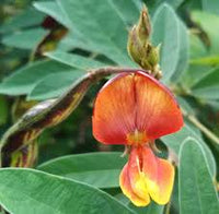Yellow Cajanus Cajan Flower seeds for Planting - Low Maintenance, Heirloom & GMO Free Seeds for Home Garden
 
 Sale