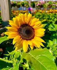 Dwarf Sunflower Seeds – Miniature Sonnenblumen Series for Garden & Containers