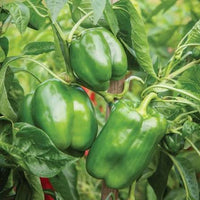Emerald Giant Sweet Bell Pepper Seeds for Garden Beds, Raised Beds, Containers & Outdoor Growing