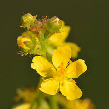 Heirloom Agrimony Flower seeds for Planting Colorful Display Heirloom & GMO Free Seeds for Home Garden
