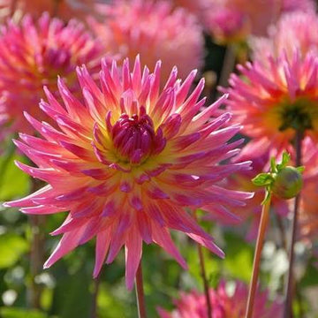 Perennial dahlia tubers prepared for planting in a home garden.
