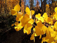 Quaking Aspen displaying golden yellow leaves during the fall season.
