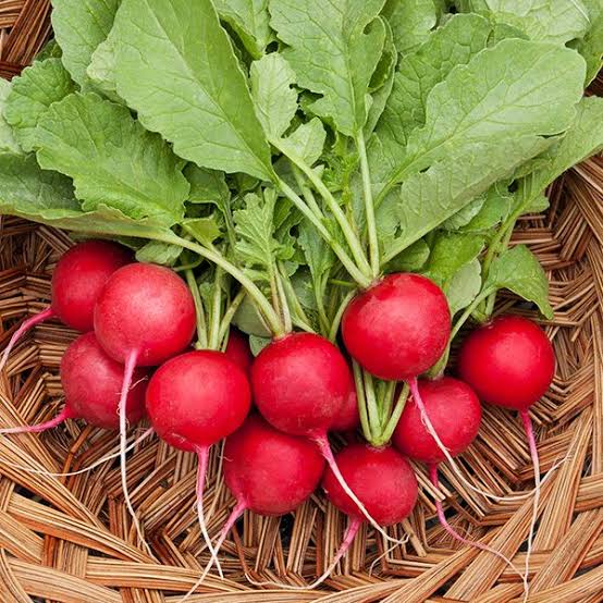 German Giant Pink Radish Seeds for Home Garden Planting | Heirloom Non-GMO