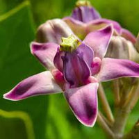 Purple Calotropis Gigantea Flower seeds for Planting - Pollinator Friendly, Heirloom & GMO Free Seeds for Home Garden
 
 Sale