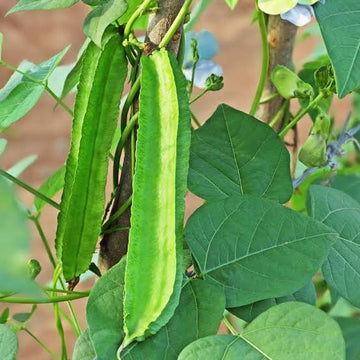 Winged Bean plants climbing a garden trellis with healthy green vines.
