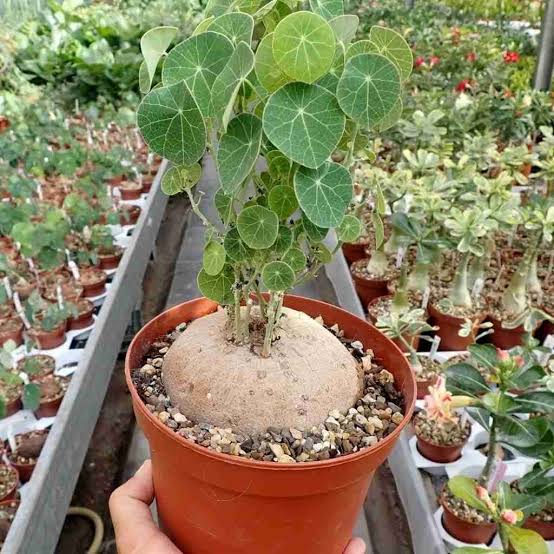 Stephania erecta with attractive green climbing foliage