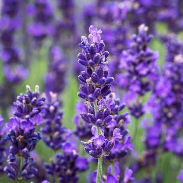 English Lavender herb plant for garden planting