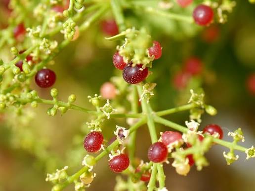 Evergreen Salvadora persica plant with healthy leaves in a garden setting.