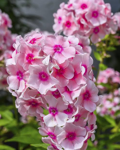 Perennial peony flowers adding beauty to an ornamental landscape.

