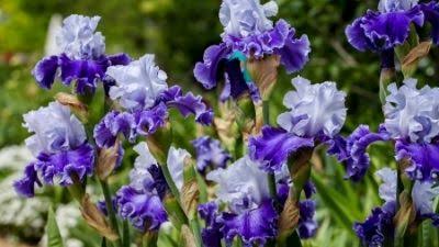 Iris plants prepared for garden planting
