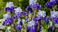 Iris plants prepared for garden planting