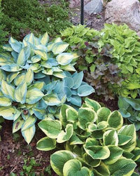 Broad Leaf Hosta Bulb | Perennial Foliage Plant for Natural Garden Décor