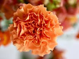 Orange Carnation Flower Seeds for Planting – Compact Growth Heirloom & GMO Free Seeds for Home Garden
 
 Sale
