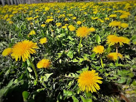 Hardy perennial dandelion wildflowers adding color to garden borders and open spaces.