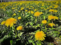 Hardy perennial dandelion wildflowers adding color to garden borders and open spaces.