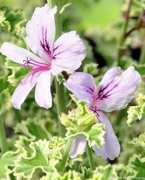Pelargonium Citronella growing in a decorative garden container