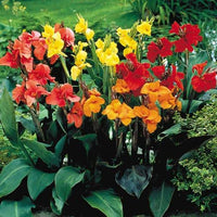 Canna flowering plants creating a bright garden display
