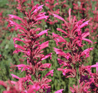 Agastache Cana Flower Seeds - Unique Ground Cover for Exotic Blooms