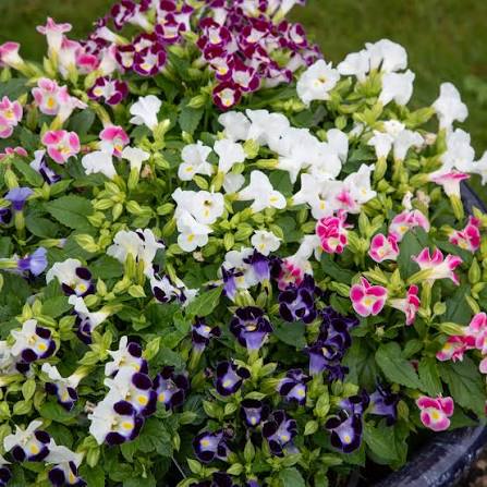 Torenia flowers growing in decorative containers and outdoor gardens.

