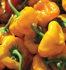 Jamaican Scotch Bonnet Pepper Seeds for Planting  Hot Pepper Variety