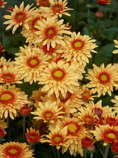Bronze Chrysanthemum blooms growing in a sunny garden border.
