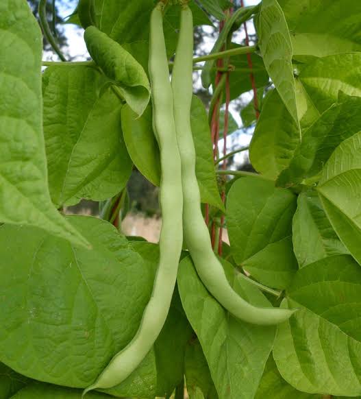 Italian Romano Pole Bean with long green pods