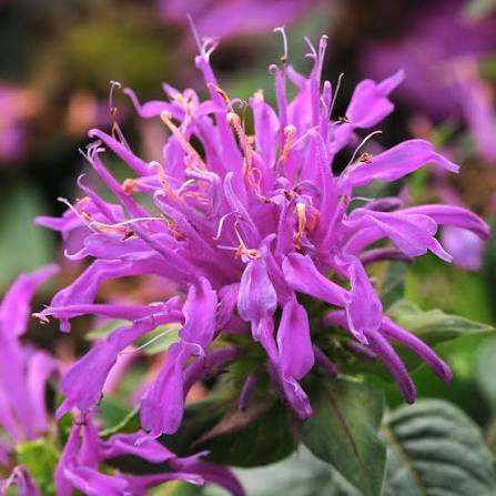 Purplish Lilac Bee Balm flowers blooming in a garden.