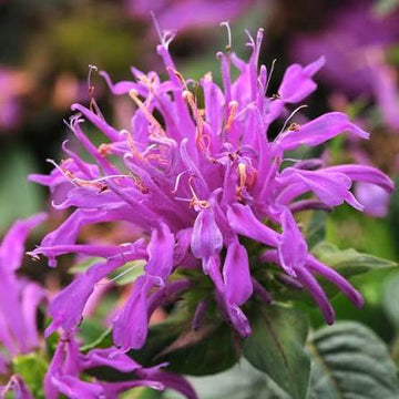 Purplish Lilac Bee Balm flowers blooming in a garden.