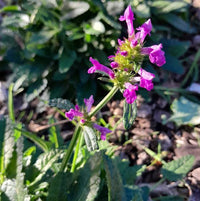 Wood Betony herb seeds for home garden planting
