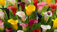 Calla Lily with elegant trumpet-shaped flowers and foliage