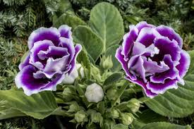 Purple Gloxinia Flower seeds for Planting - Premium Quality, Heirloom & GMO Free Seeds for Home Garden