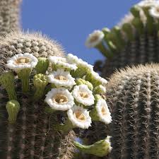 Arizona Flower Seeds for Planting, Desert Beauty Collection