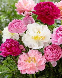Mixed Peony perennial flowers with colorful blooms