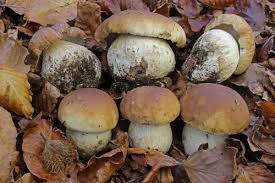 Brown Mushroom Seeds for Planting  Premium Vegetable Seeds
