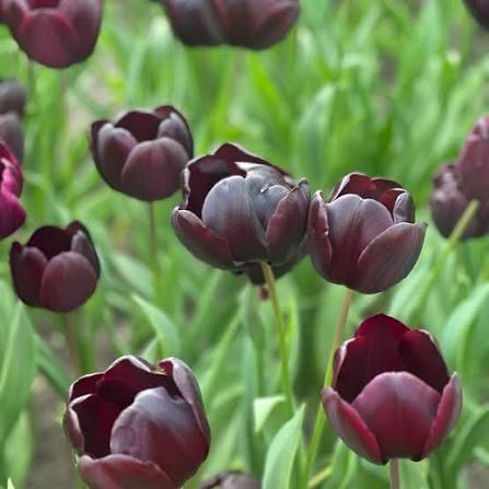 Black Tulip Bulbs for elegant dark flower garden planting
