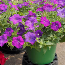 Light Blue Petunia Flower seeds for Planting Easy to Grow Heirloom & GMO Free Seeds for Home Garden