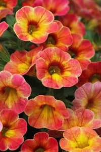 Trailing Calibrachoa Sunshine Berry growing in a decorative hanging basket.
