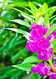 Purple Balsam Camellia Flower seeds for Planting - Premium Quality, Heirloom & GMO Free Seeds for Home Garden