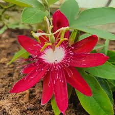 Passione Flower seeds for Planting Shade Tolerant Heirloom & GMO Free Seeds for Home Garden