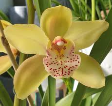 Cream Cymbidium Flower seeds for Planting - Pollinator Friendly, Heirloom & GMO Free Seeds for Home Garden