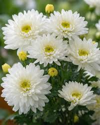 Dutch Chrysanthemum Flower seeds for Planting - Perfect for Borders, Heirloom & GMO Free Seeds for Home Garden
