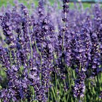 Provence Lavender Violet Flower seeds for Planting - Pollinator Friendly, Heirloom & GMO Free Seeds for Home Garden